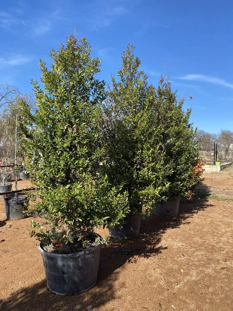 Professional landscaping services for year-round maintenance across Austin, TX - D & B Tree Company