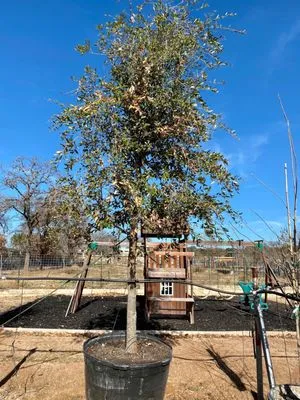 D & B Tree Company Logo