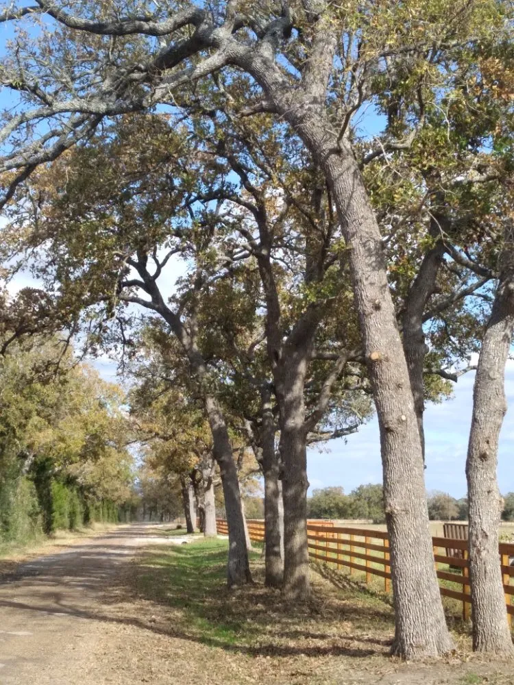 Reliable landscape design near you in Caldwell, TX by D & D Lawn & Tree Care