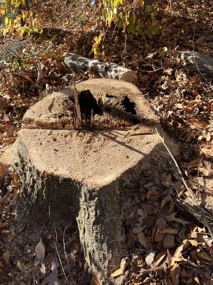 Expert landscaping services in Leesburg, VA by D & D Tree Care And Landscape