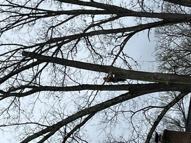 Affordable landscaping services for beautiful yards in Leesburg, VA by D & D Tree Care And Landscape