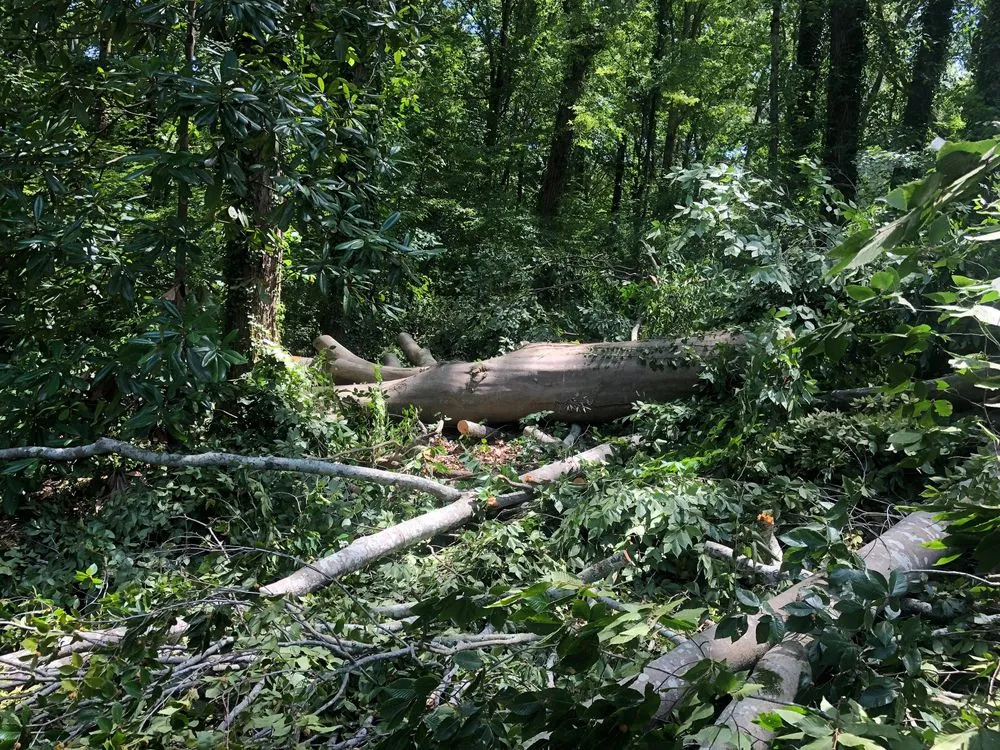 Expert yard cleanup service in Atlanta, GA by D & D Tree Service