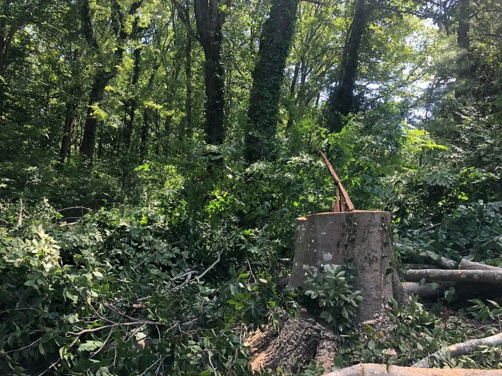 Expert landscape design experts serving Atlanta, GA - D & D Tree Service