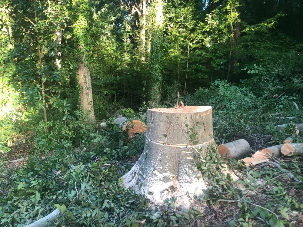 Top-rated lawn mowing service in Atlanta, GA by D & D Tree Service