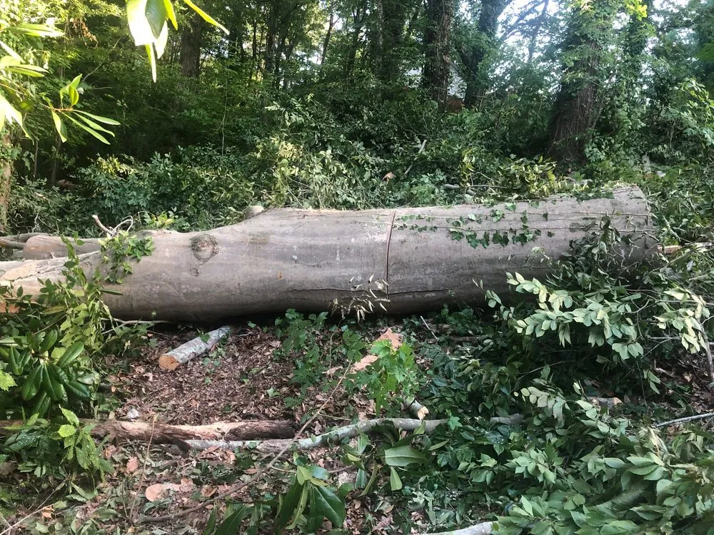 Reliable yard maintenance for beautiful yards in Atlanta, GA by D & D Tree Service