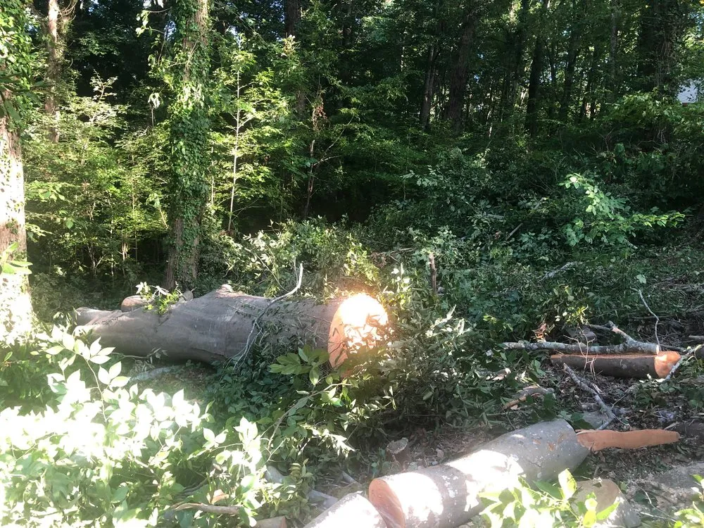 Local residential landscaping experts serving Atlanta, GA - D & D Tree Service