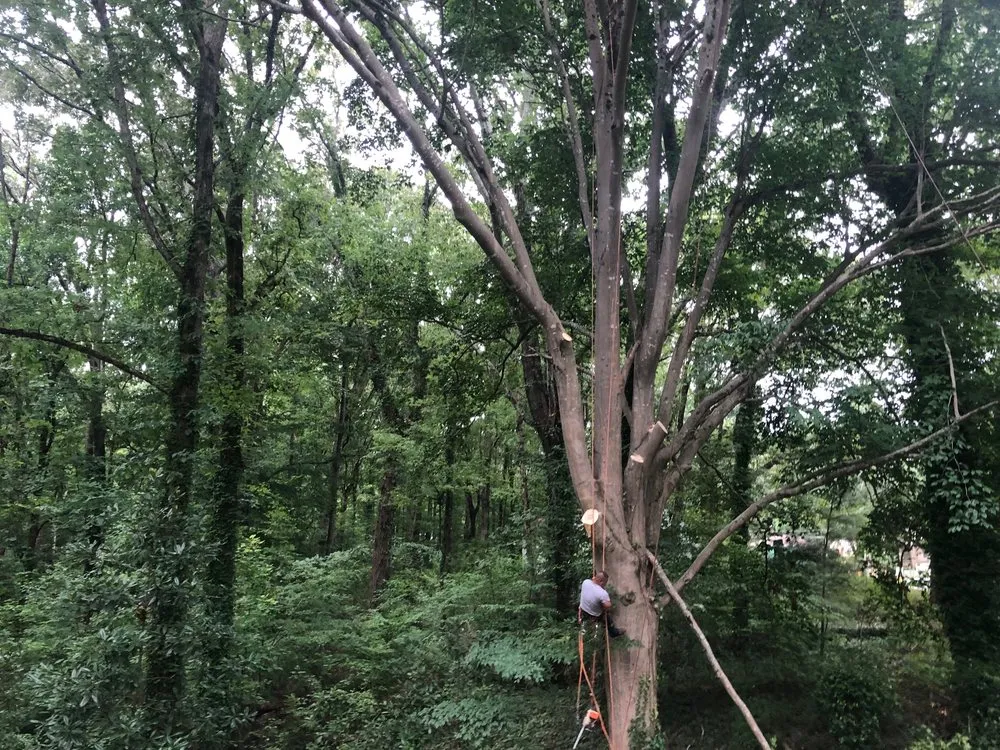 Affordable yard maintenance in Atlanta, GA by D & D Tree Service