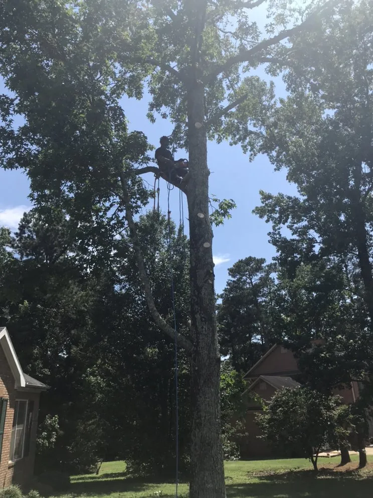 Trusted residential landscaping experts serving Atlanta, GA - D & D Tree Service