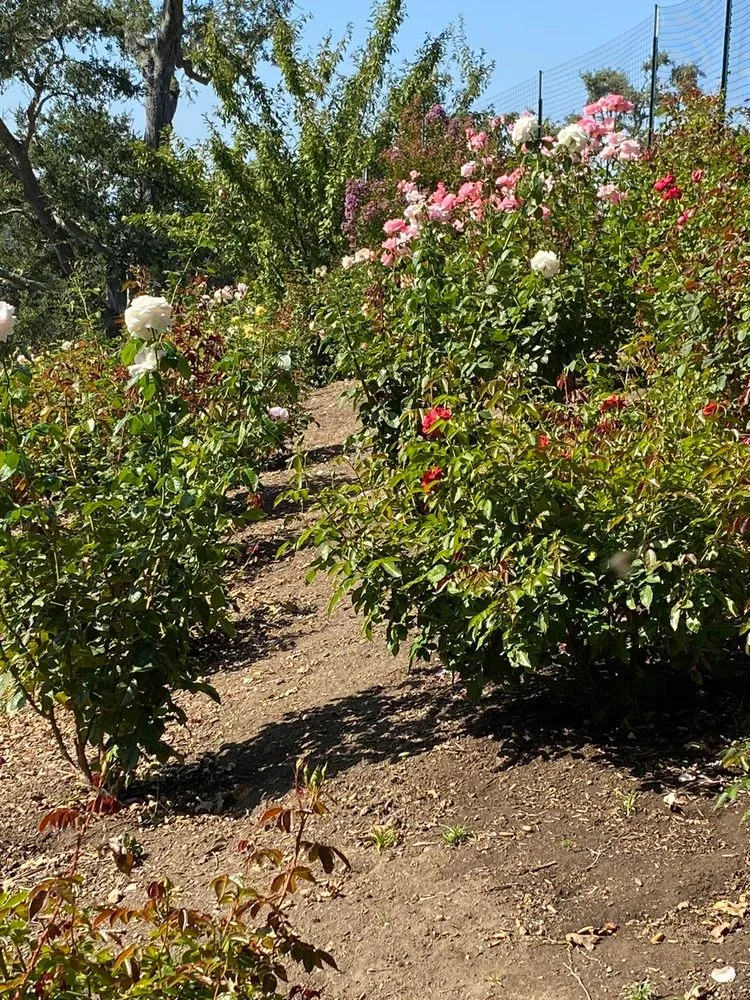 Professional residential landscaping in East Palo Alto, CA by D & E Gardening and General Maintenance