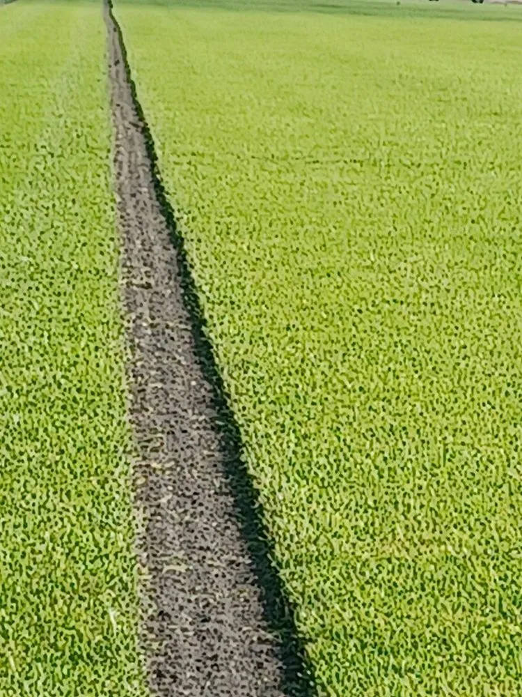 Top-rated yard maintenance in Naples, FL - D & E Sod