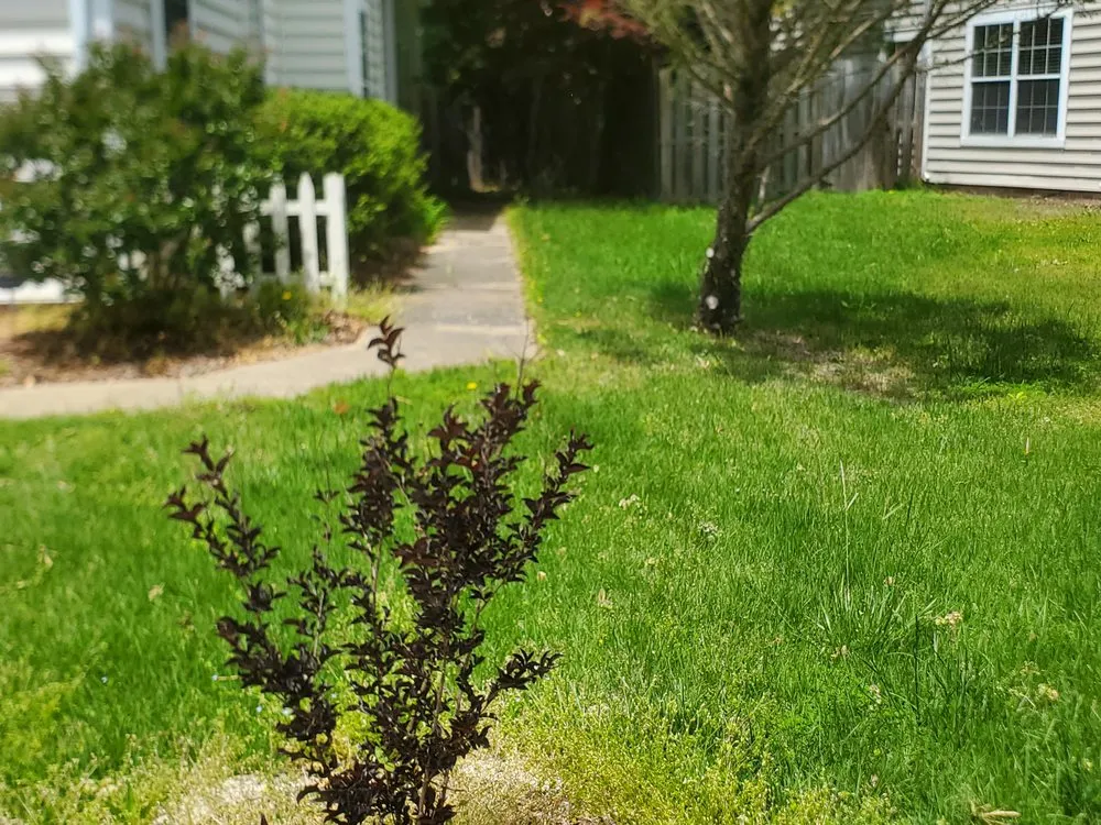 Top-rated lawn mowing service in Newport News, VA - D & F All-in-1 Home services