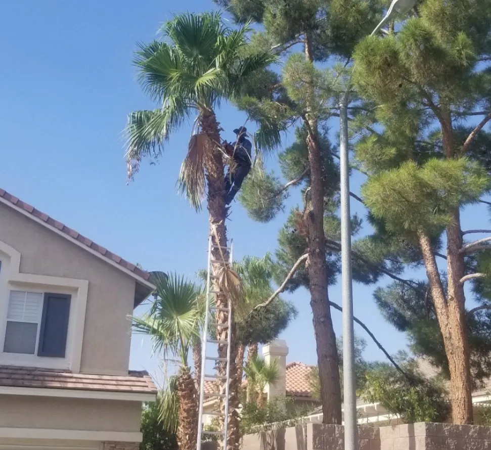 Custom landscape installation in Las Vegas, NV by D & G Landscaping