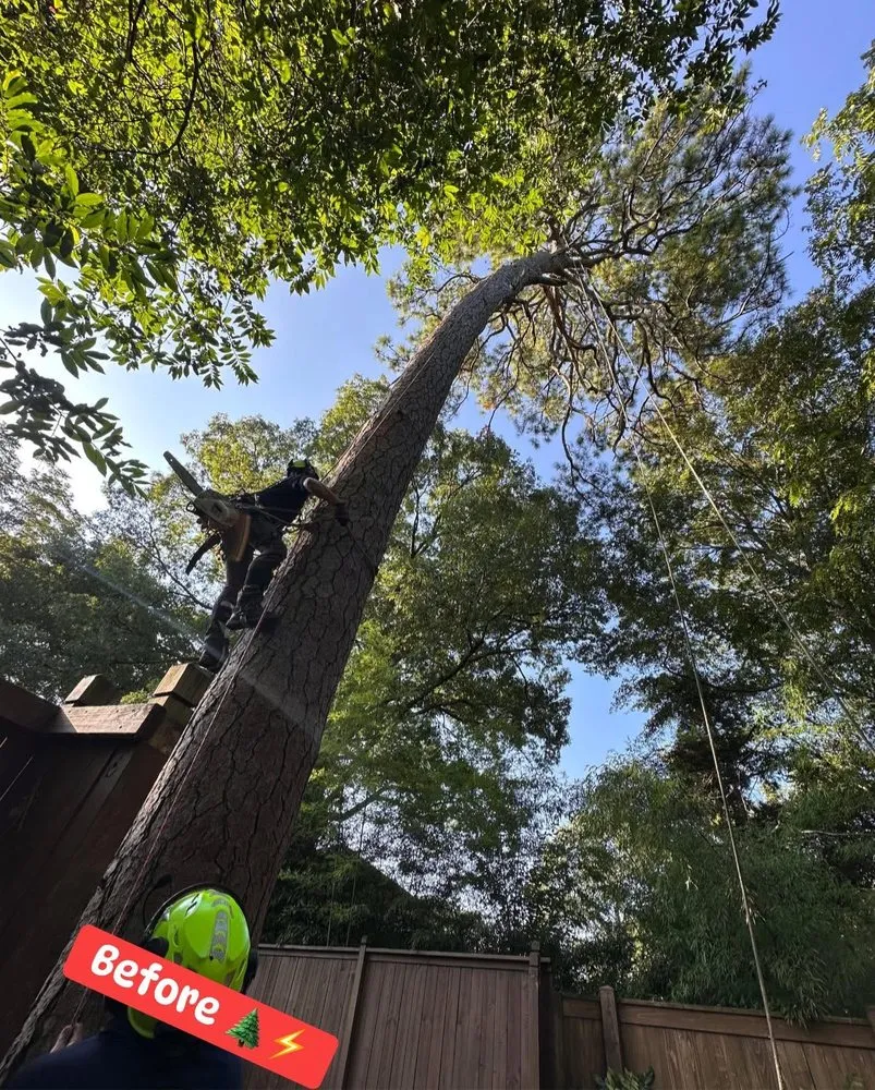 Top-rated landscape design in Sugar Hill, GA - D & G Tree Removal And More