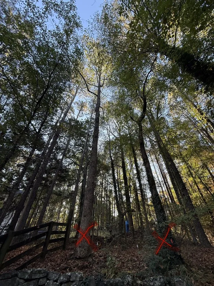 Custom yard cleanup service in Sugar Hill, GA - D & G Tree Removal And More