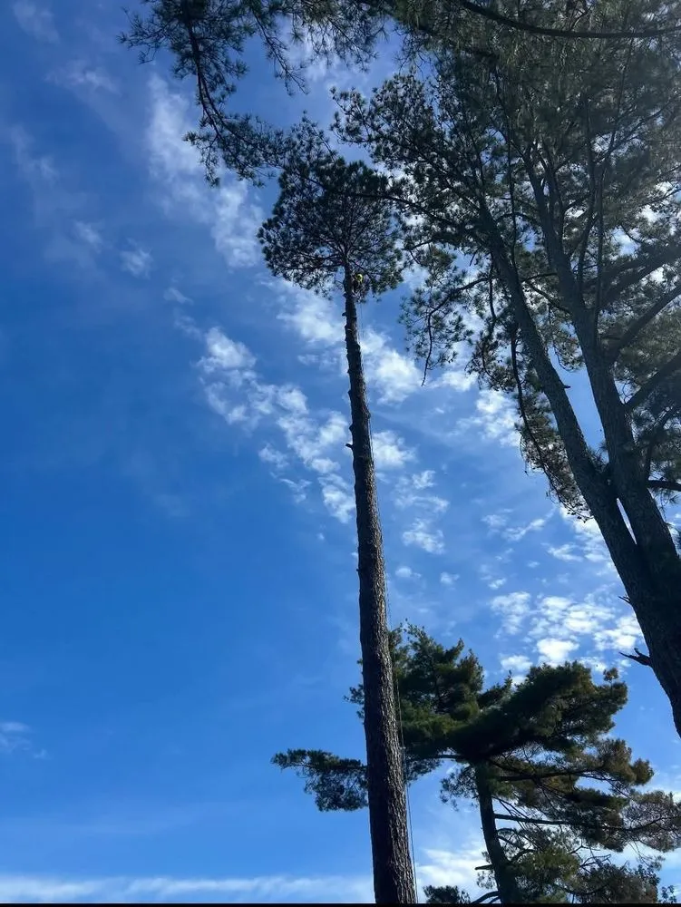 Top-rated landscape installation in Sugar Hill, GA by D & G Tree Removal And More