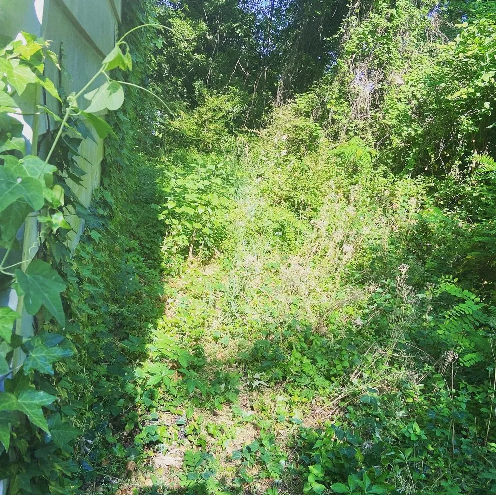 Expert yard maintenance experts serving Newport News, VA - D & I Landscaping