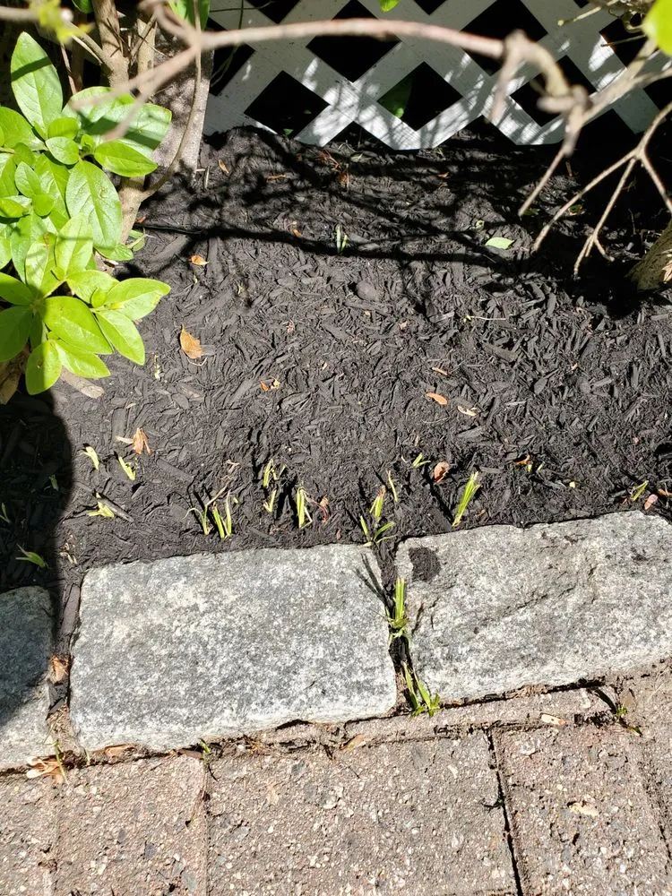 Local lawn care service experts serving Wareham, MA - D & J Enterprise