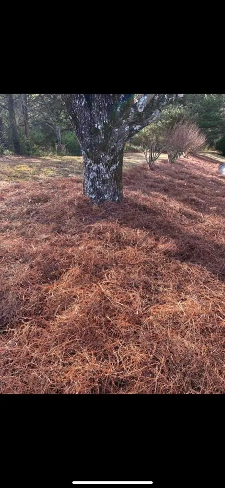 Top-rated lawn care service experts serving Atlanta, GA - D & J Pinestraw