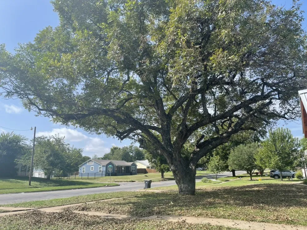 Local residential landscaping in Waco, TX by D & J Professional Tree Service