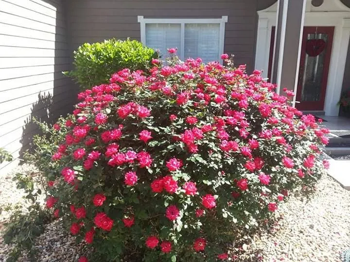 Local lawn care service in Waldo, FL by D & J's a Cut Above Lawn Service