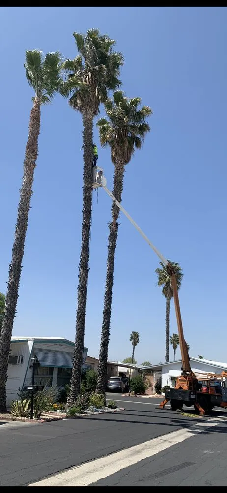 Expert lawn mowing service in Anza, CA - D & L Tree Service & Landscaping