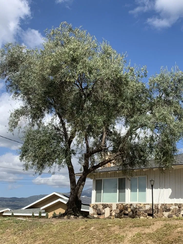 Professional garden landscaping in Anza, CA - D & L Tree Service & Landscaping