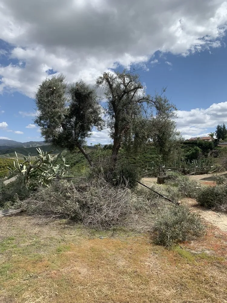 Expert lawn care service experts serving Anza, CA - D & L Tree Service & Landscaping