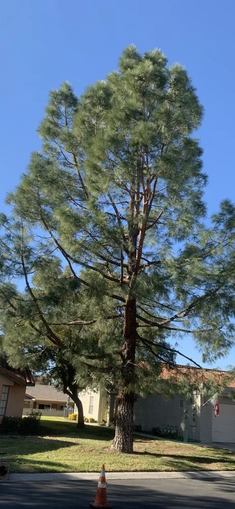 Professional yard cleanup service experts serving Anza, CA - D & L Tree Service & Landscaping