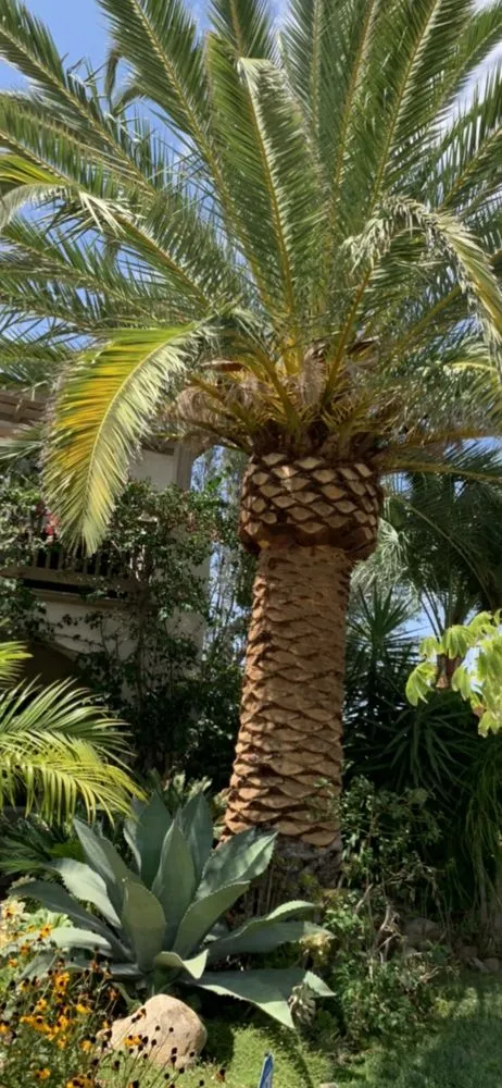 Trusted landscape design in Anza, CA by D & L Tree Service & Landscaping