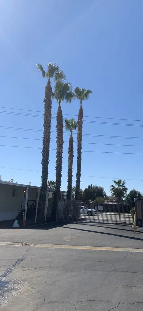 Expert yard cleanup service in Anza, CA by D & L Tree Service & Landscaping