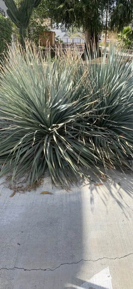 Professional landscape installation experts serving Anza, CA - D & L Tree Service & Landscaping