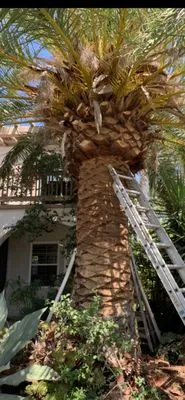 D & L Tree Service & Landscaping