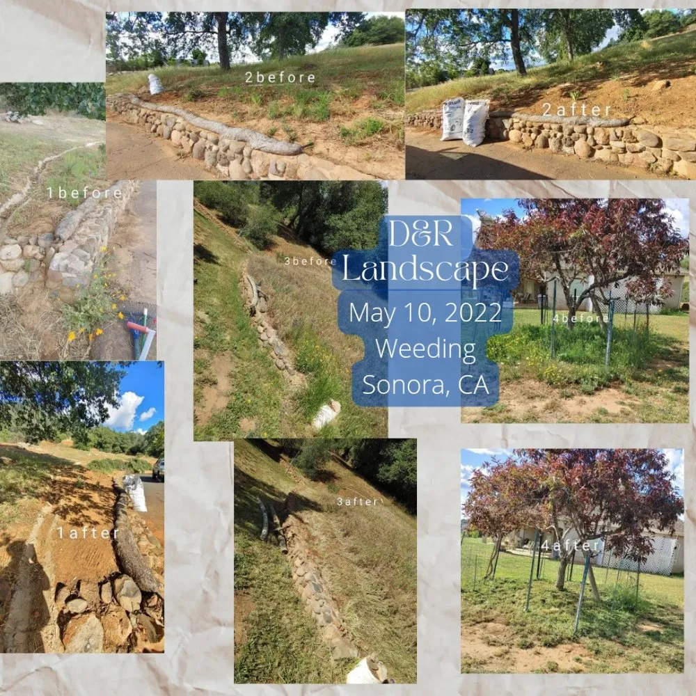 Top-rated yard cleanup service experts serving Columbia, CA - D & R Landscape