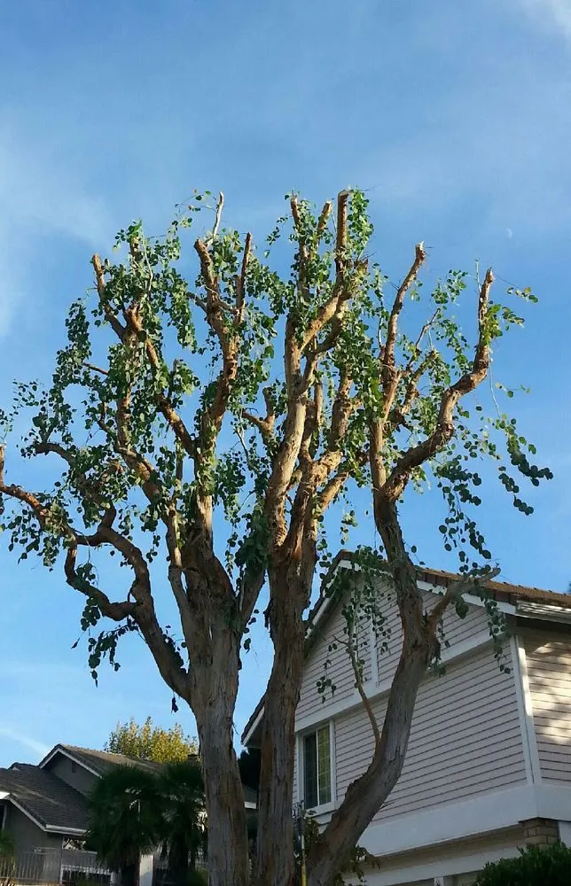 Affordable yard cleanup service in Tustin, CA - D & R Landscape