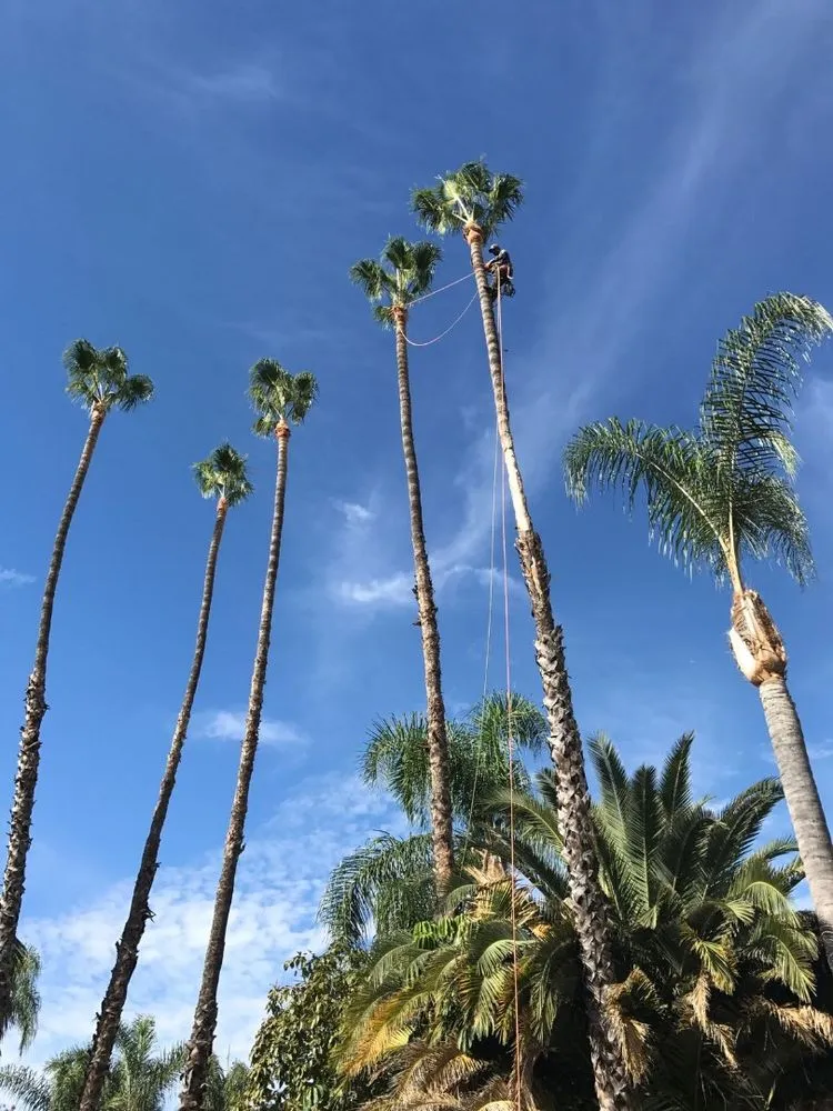 Expert landscape design experts serving Tustin, CA - D & R Landscape