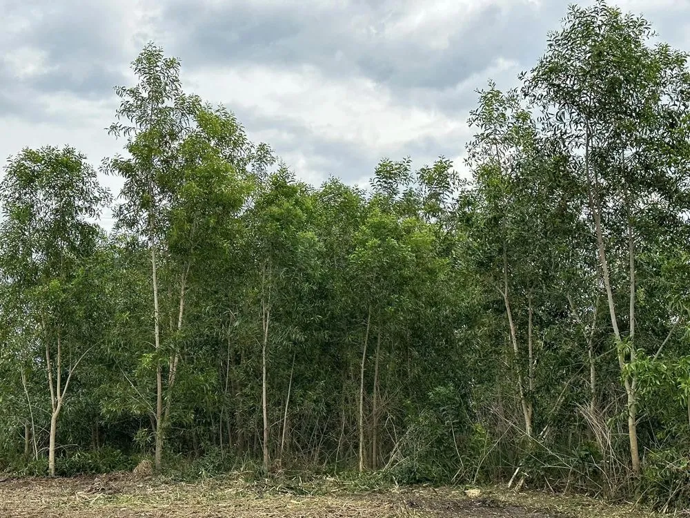 Expert landscape design for residential properties in Fort Pierce, FL by D & R Landscaping & Excavation