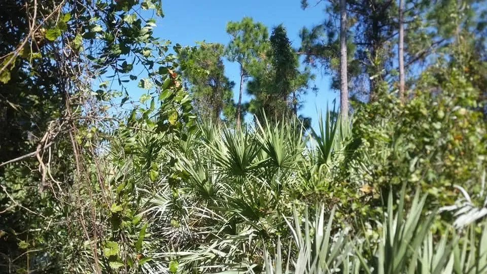 Local lawn mowing service in Fort Pierce, FL - D & R Landscaping & Excavation