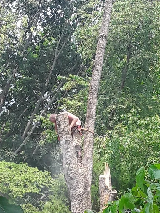 Expert yard cleanup service in Rapidan, VA by D & T Tree & Landscaping