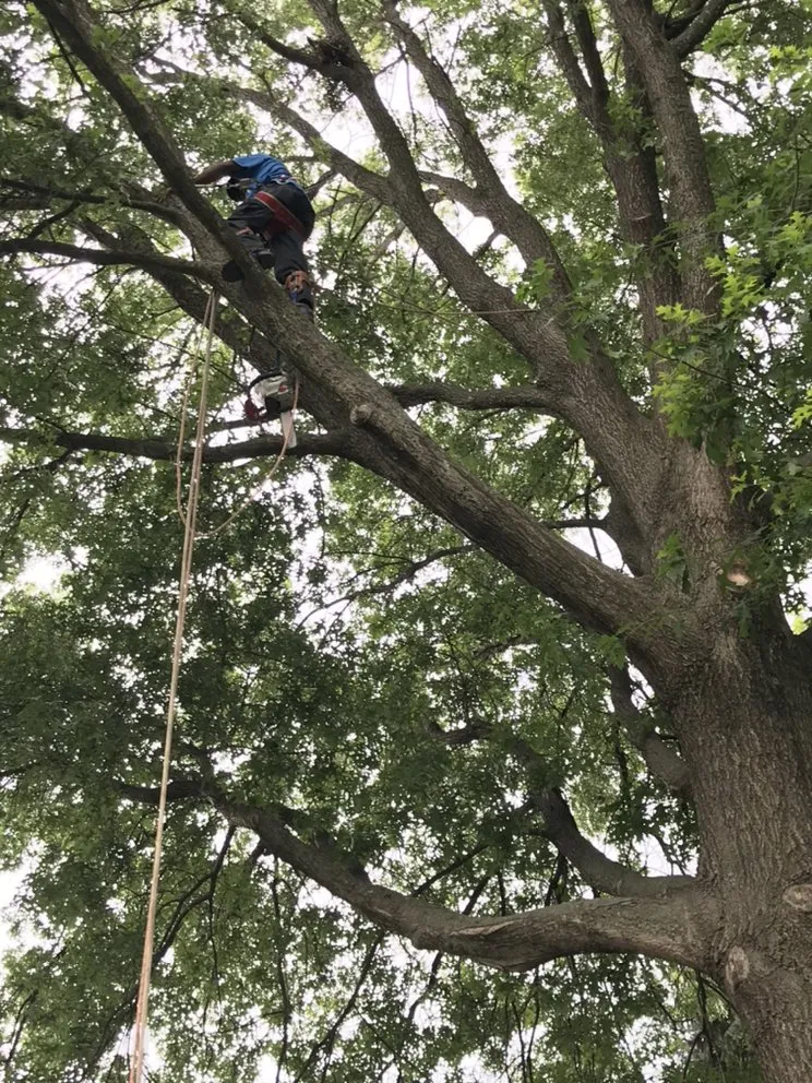 Local garden landscaping for homes across Rapidan, VA - D & T Tree & Landscaping