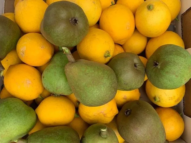 Trusted residential landscaping for beautiful yards in San Francisco, CA by D A C Landscape S F