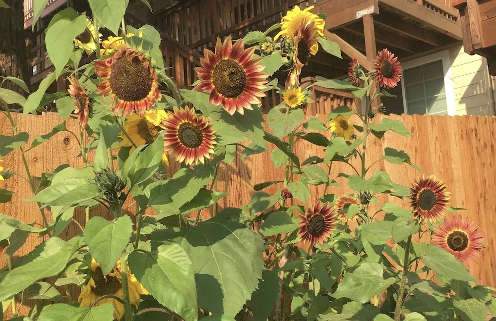 Reliable yard cleanup service experts serving San Francisco, CA - D A C Landscape S F