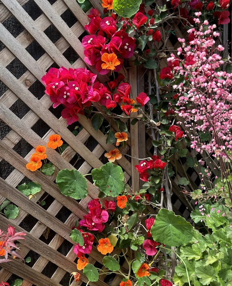 Reliable lawn care service with custom design in San Francisco, CA by D A C Landscape S F