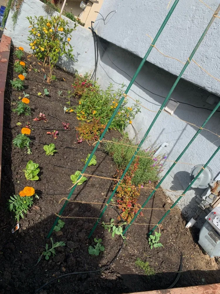 Professional yard maintenance near you in San Francisco, CA by D A C Landscape S F