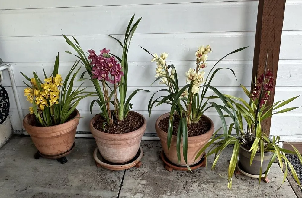 Custom yard maintenance near you in San Francisco, CA by D A C Landscape S F