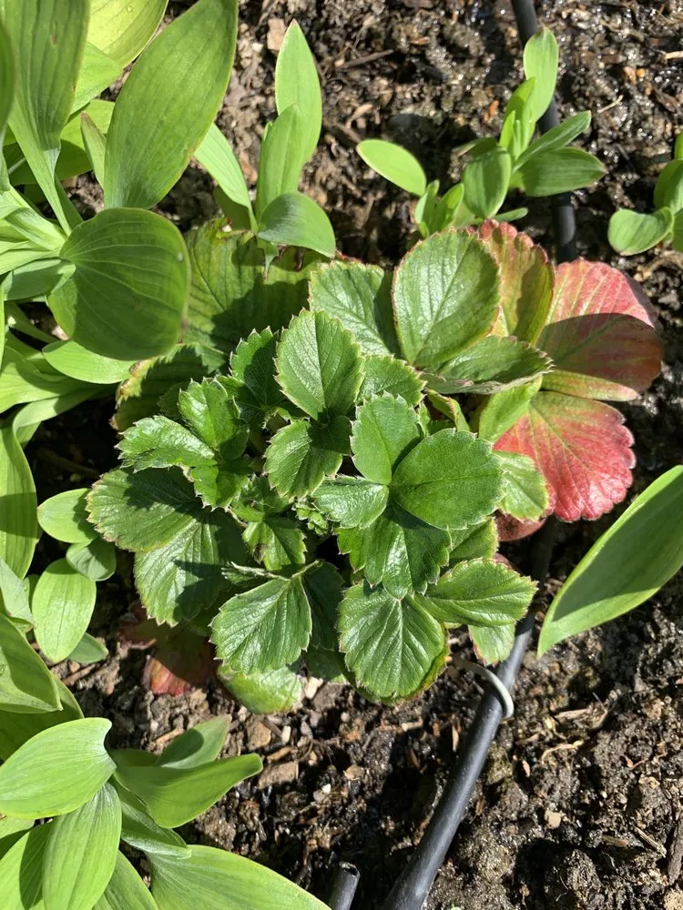 Affordable landscape installation for homes across San Francisco, CA - D A C Landscape S F