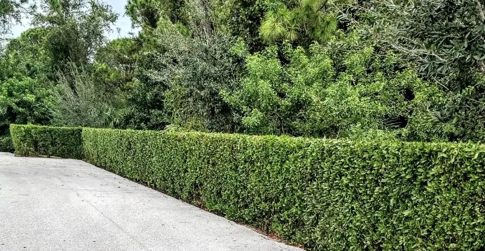 Professional landscape design in Fort Pierce, FL by D A Lawn Care