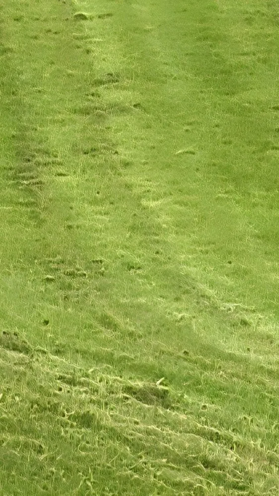 Professional outdoor landscaping in Dansville, NY by D Adams Property Maintenance