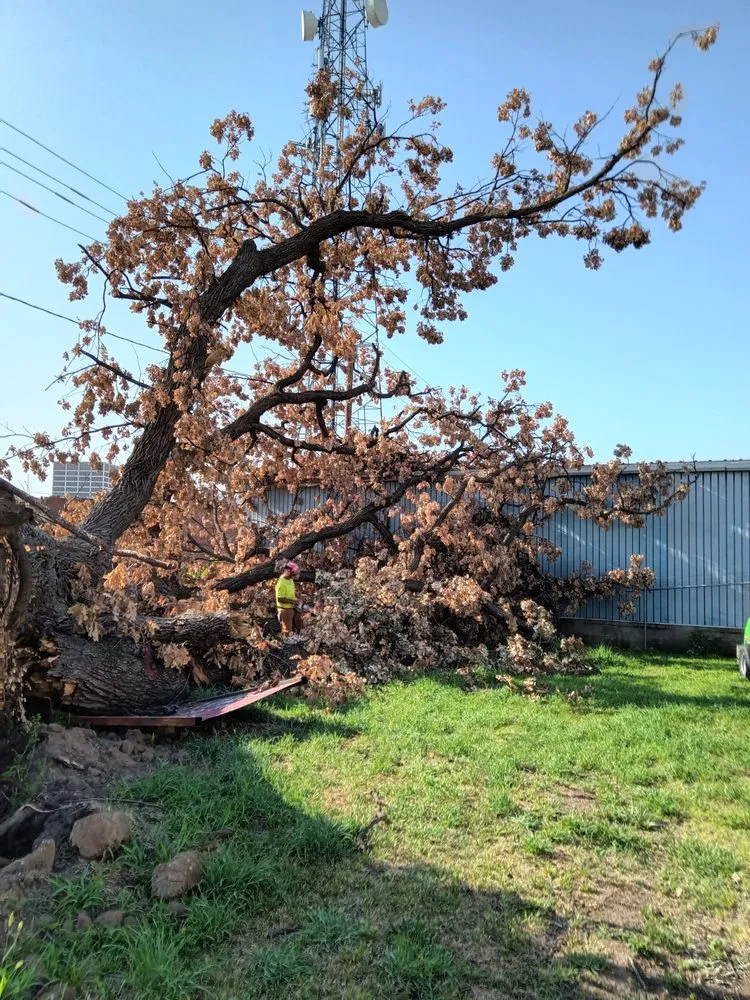 Top-rated lawn mowing service in Tulsa, OK - D And J Tree An Landscaping