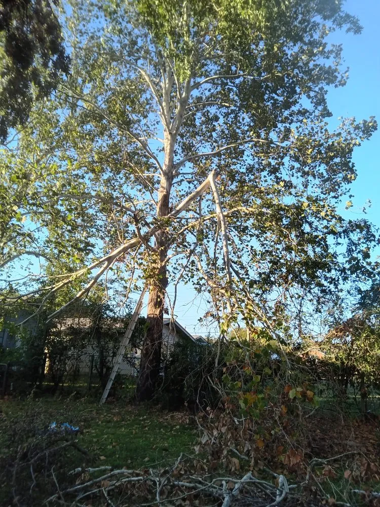 Top-rated landscaping services for beautiful yards in Tulsa, OK by D And J Tree An Landscaping