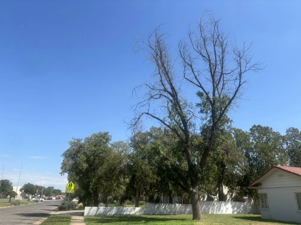 Local residential landscaping experts serving Lubbock, TX - D and J Tree Service